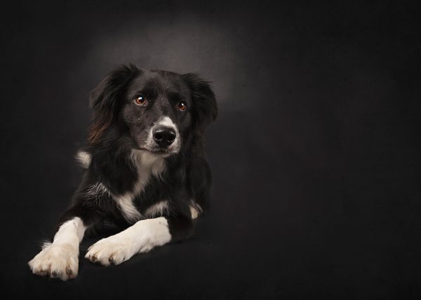 honden fotografie studio Maassluis (7)