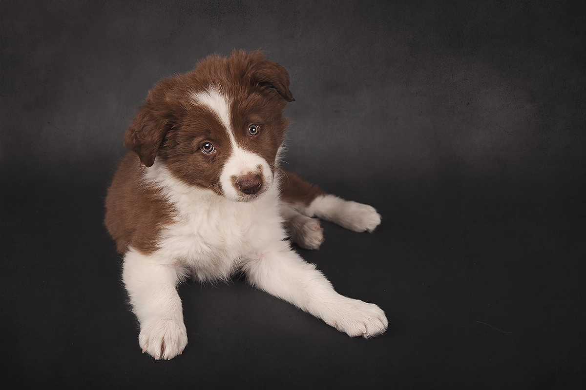 Speelse puppy fotoshoot door Margje Fotografie