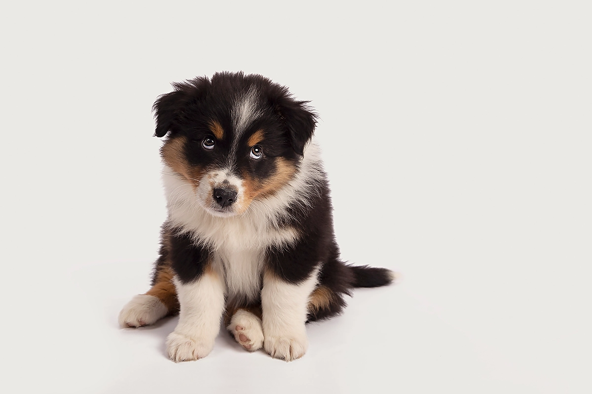 Speelse puppy tijdens fotoshoot door Margje Fotografie